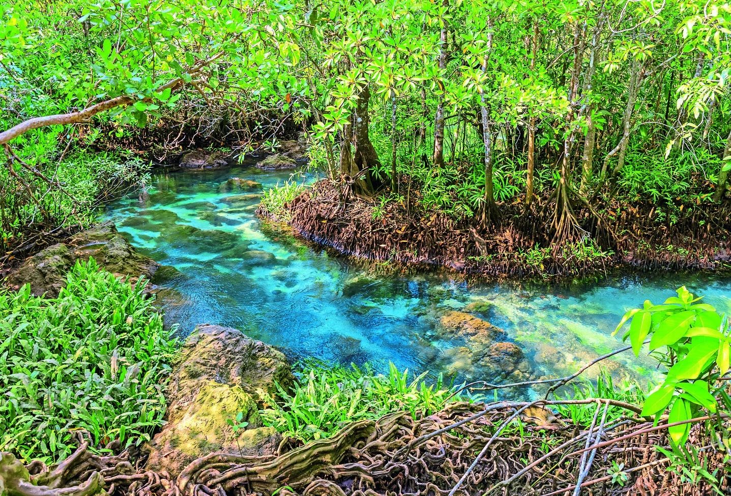 Clear freshwater and dense greenery at Klong Root.